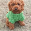Good Boy Sweater