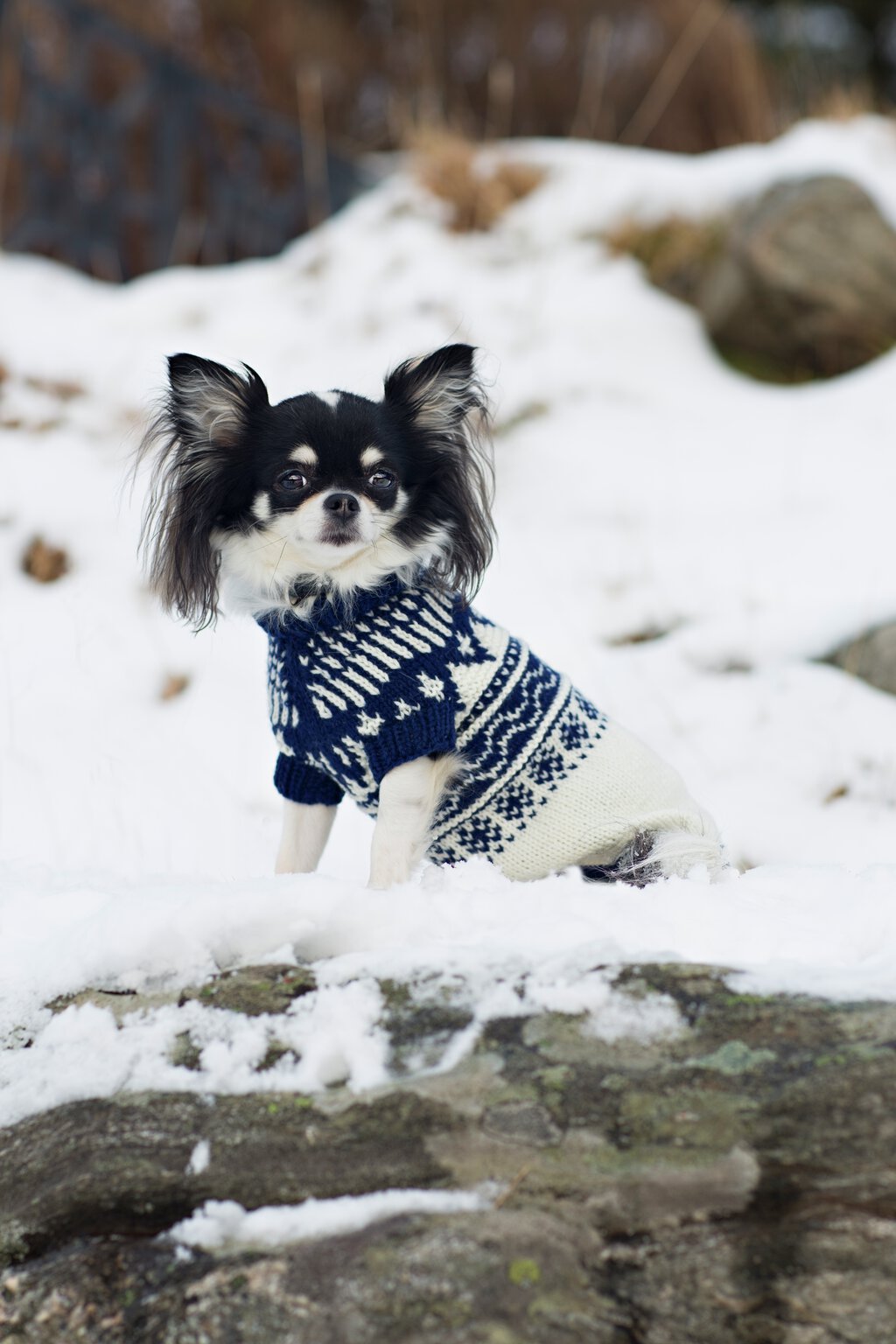 NORGESGENSEREN hundegenser