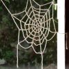 Miss Spider's House